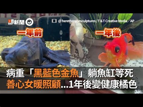 金魚擋煞|【養金魚風水知識顏色】顏色與風水 